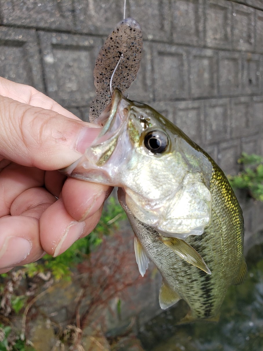 久々琵琶湖 新品 中古釣具 レンタルタックル Fld Fishing Life Design