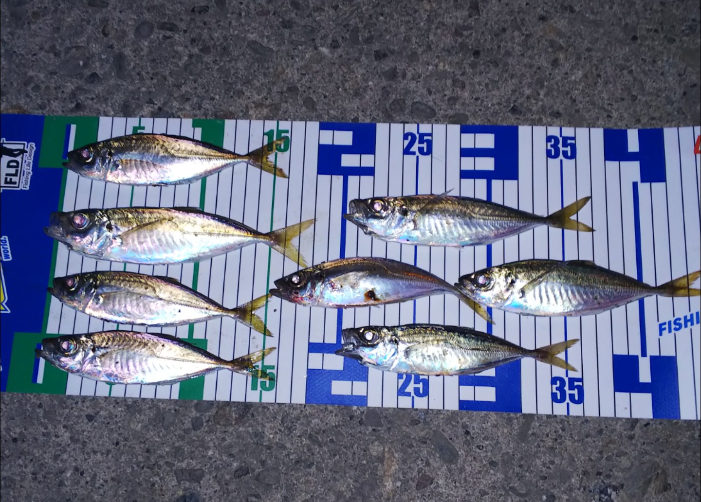 釣果情報🎣