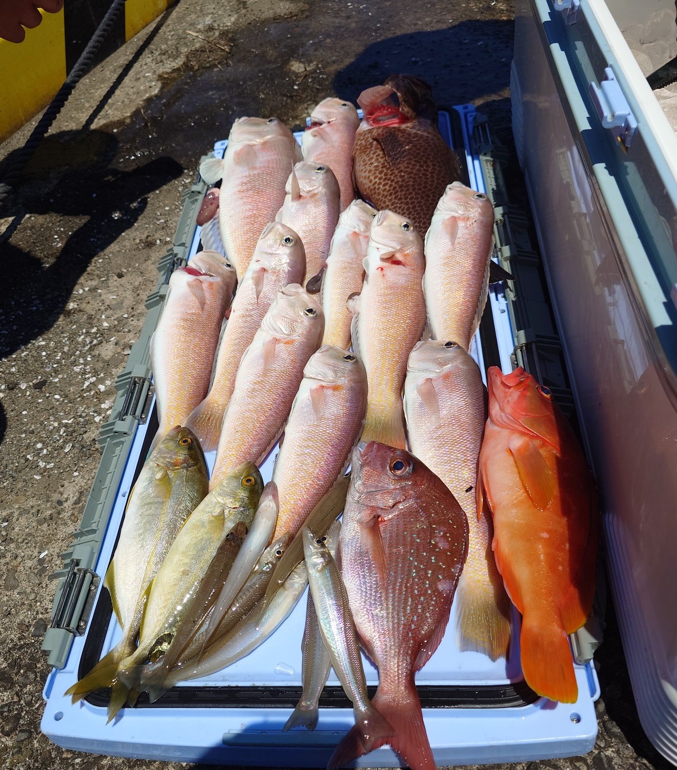 魚釣りに行ってきました。