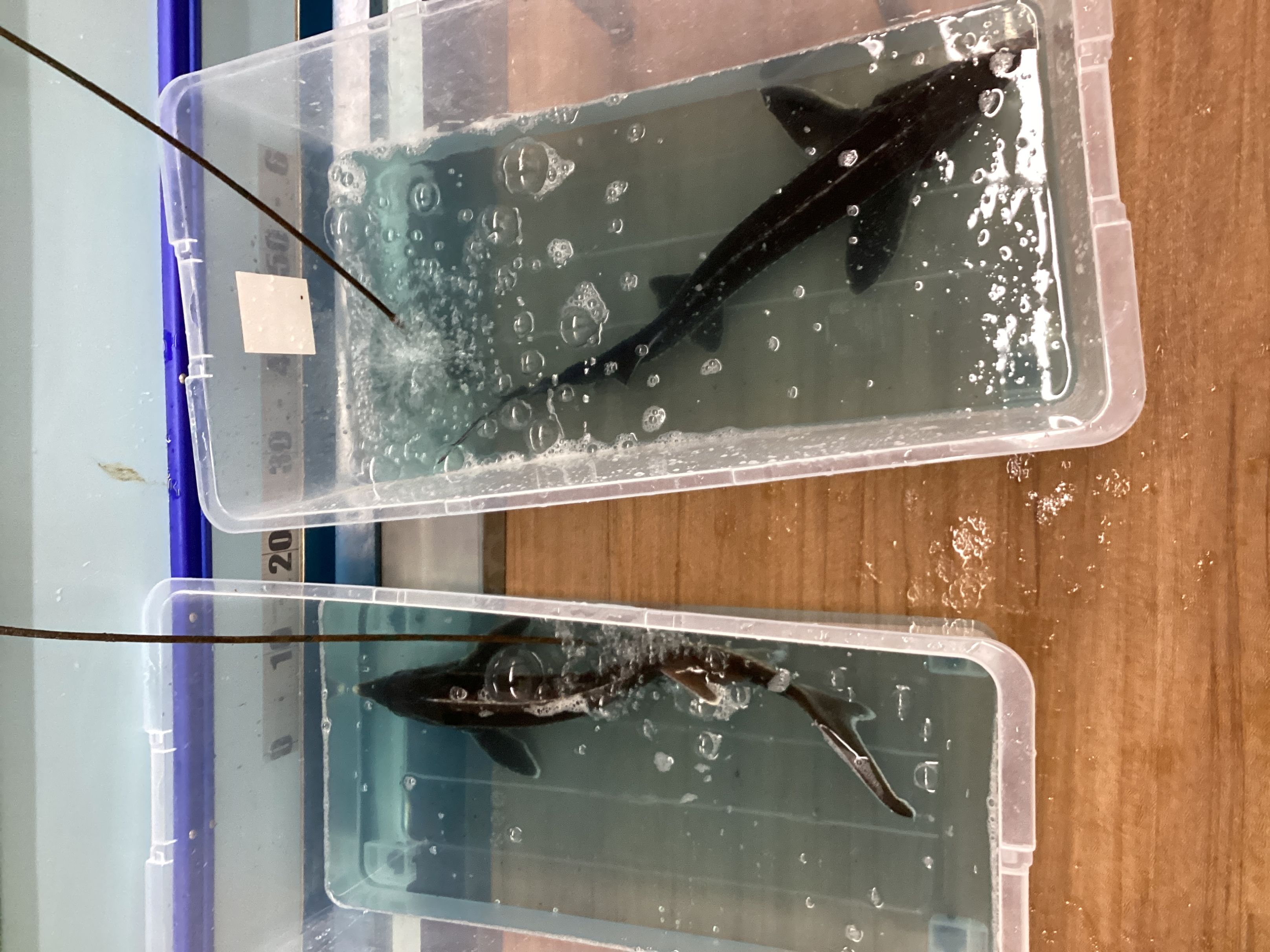 当店併設の釣堀にチョウザメさんが追加放流されました！