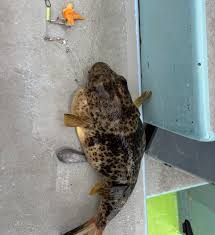 フグの季節ですね～！