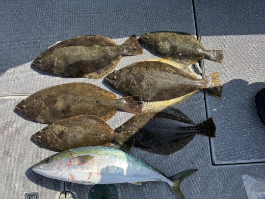 勝丸ヒラメ26.1.27.2