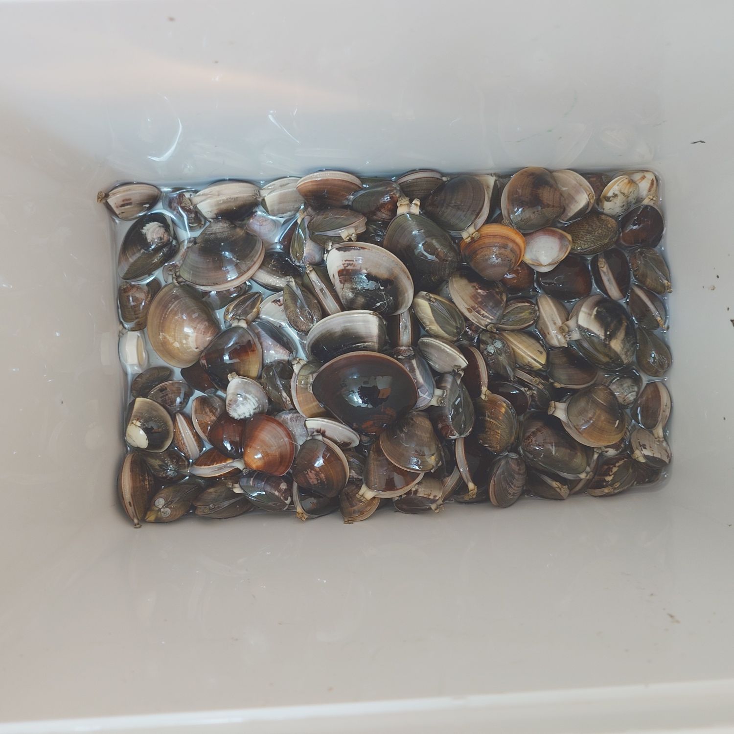 大量のはまぐり！