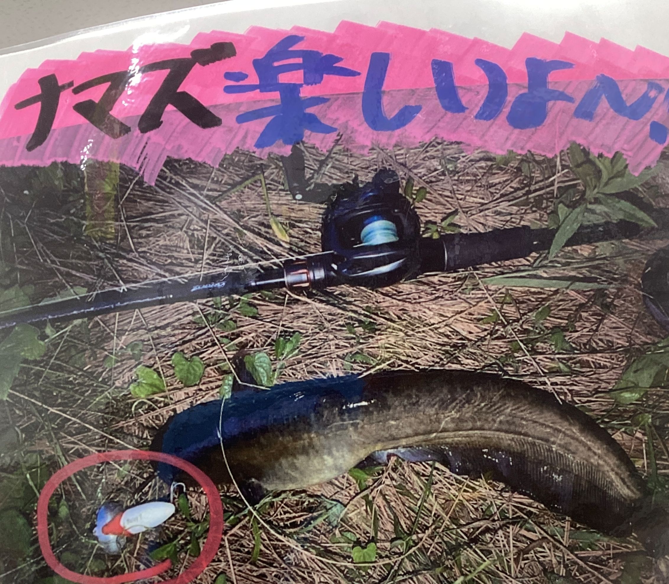 ナマズシーズン開幕！！